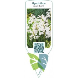 Hyacinthus Multiflora White...
