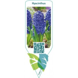 Hyacinthus (blauw) FMB0114