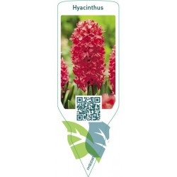 Hyacinthus (rood) FMB0080