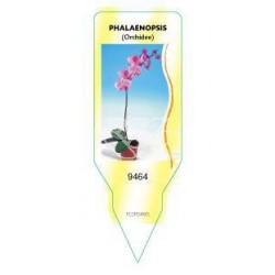 Phalaenopsis (Orchidee)...