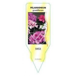 Pelargonium grandiflorum...