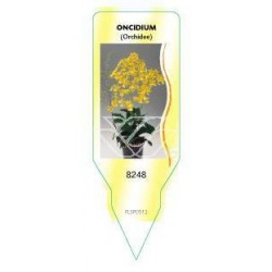 Oncidium (Orchidee) FLSP0512
