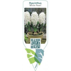 Hyacinthus 'White Pearl'...