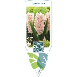 Hyacinthus (roze) FMB0039