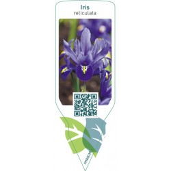 Iris reticulata FMB0038
