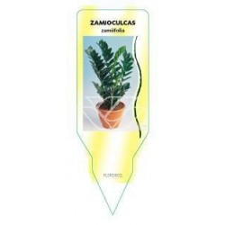 Zamioculcas zamiifolia...