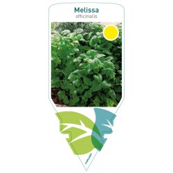 Melissa officinalis (lemon...