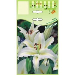 Lilium oriental white FP332