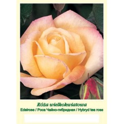Rosa TH kremowo-różowa FP341