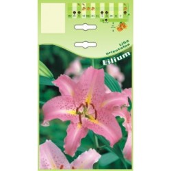 Lilium oriental pink FP334