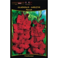 Gladiolus 'Havaii' FP439