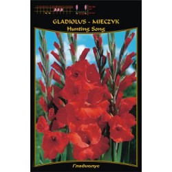 Gladiolus 'Hunting Song' FP440