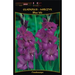 Gladiolus 'Blue Isle' FP433