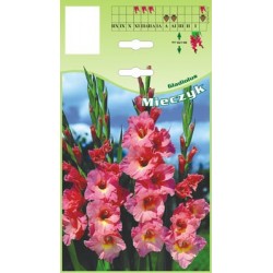 Gladiolus pink FP486