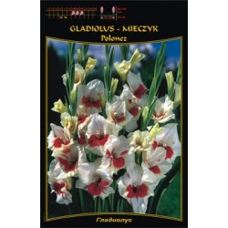 Gladiolus 'Polonez' FP453