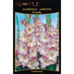 Gladiolus 'Priscilla' FP455