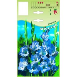 Gladiolus blue FP475