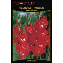 Gladiolus 'Traderhorn' FP461