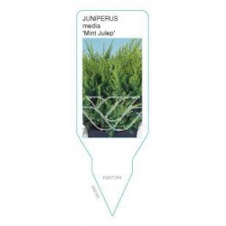 Juniperus media 'Mint...