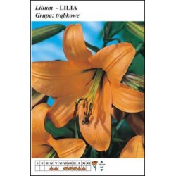 Lilium trumpet orange FP157