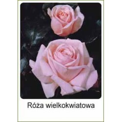 Rosa Hybrid Tea różowa FP308