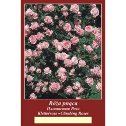 Rosa climbing różowa FP212