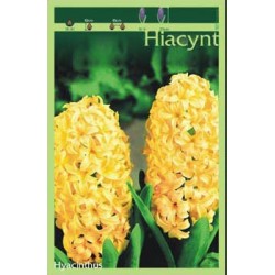 Hyacinthus żółty FP120