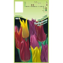 Tulipa Lily-flowered FP030