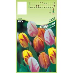 Tulipa Striped FP033