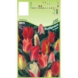 Tulipa Greigii FP028