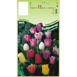 Tulipa Fringed FP027