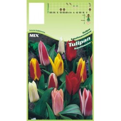 Tulipa Kaufmanniana FP029