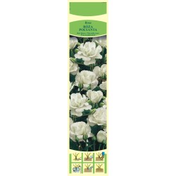 Rosa polyanta biała KAPROZ0132