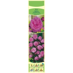 Rosa parkowa różowa KAPROZ0137