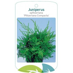 Juniperus pfitzeriana (x)...
