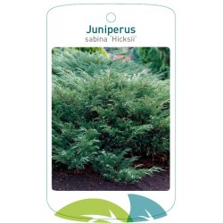 Juniperus sabina 'Hicksii'...