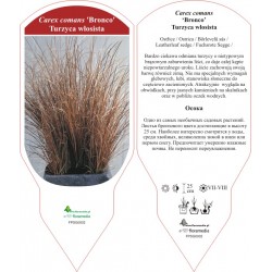 Carex comans 'Bronco' FPSG0002