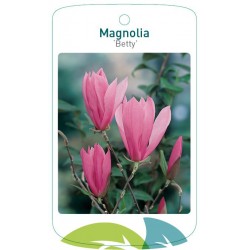 Magnolia 'Betty' FMTLL1029