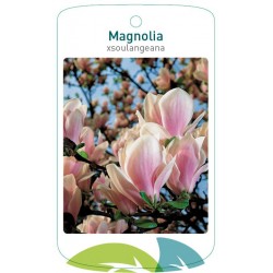 Magnolia xsoulangeana...