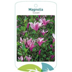 Magnolia 'Susan' FMTLL0587