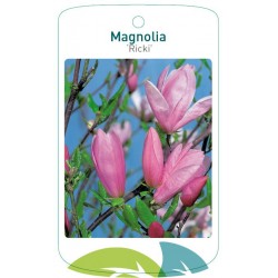 Magnolia 'Ricki' FMTLL1741