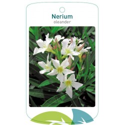 Nerium oleander single...