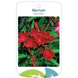 Nerium oleander single red...