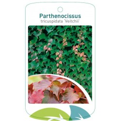 Parthenocissus tricuspidata...