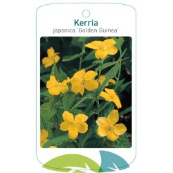 Kerria japonica 'Golden...