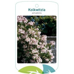 Kolkwitzia amabilis FMTLL0138