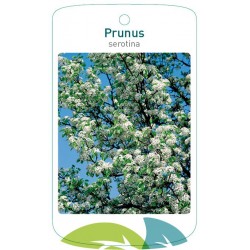 Prunus serotina FMTLL1915
