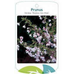 Prunus incisa...