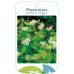 Physocarpus opulifolius...
