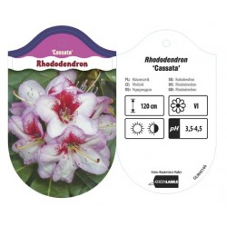 Rhododendron 'Cassata'...